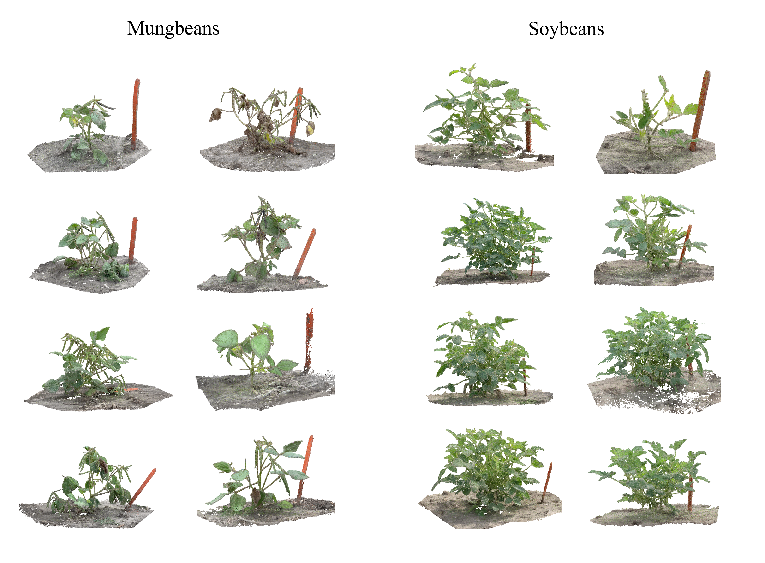 Handheld plant reconstructions for mungbean and soybean